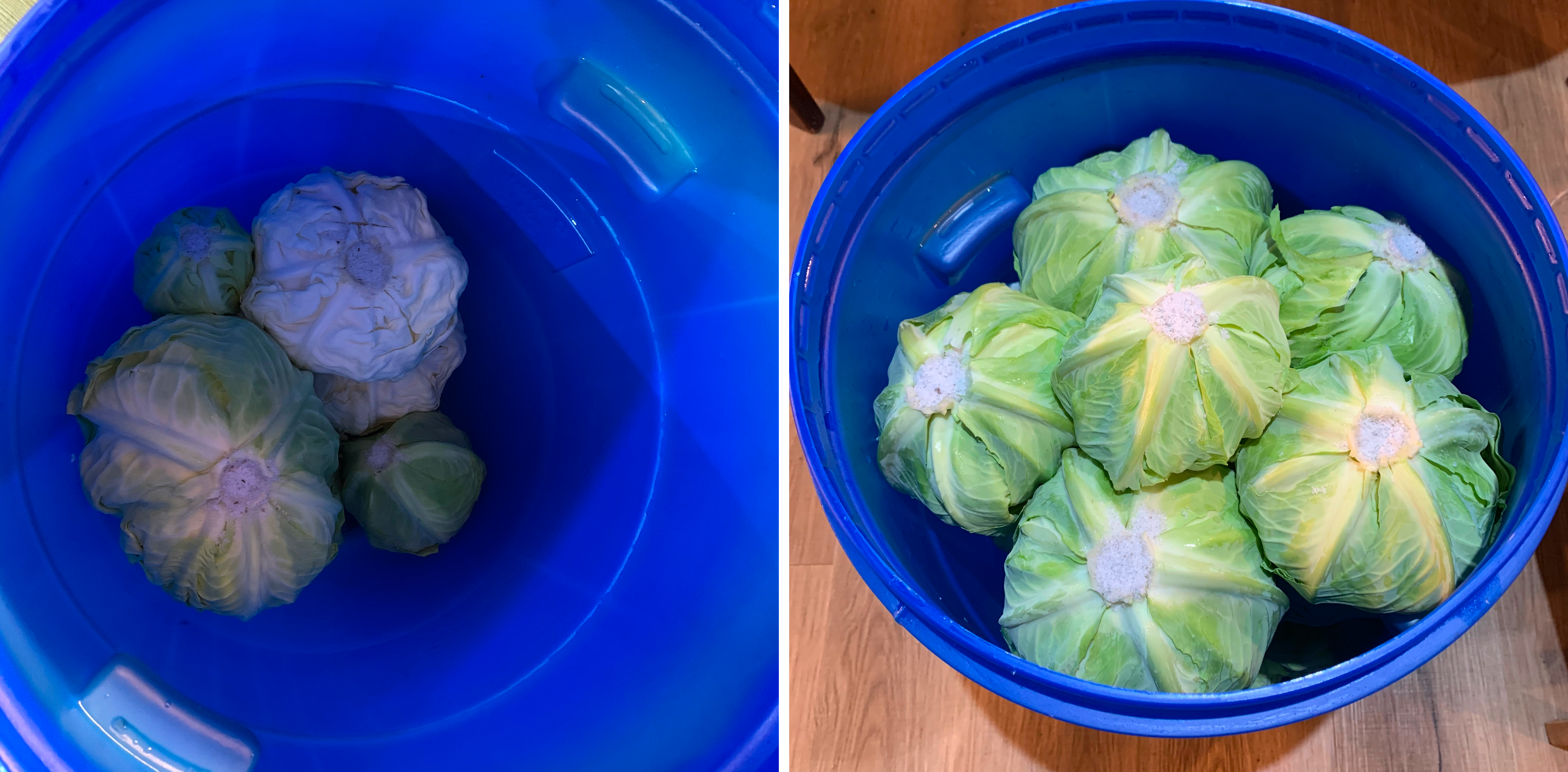 The Full Cabbage Heads